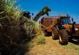 Cana-de-açúcar irá colher mais de 616 milhões de toneladas