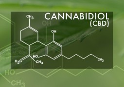 Substância extraída da maconha pode tratar um dos sintomas do Parkinson