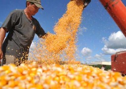 Alta nos preços na Bolsa de Chicago e câmbio favorável reaquecem mercado de soja e milho