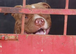 Pit Bull foge de casa e ataca criança que voltava de Escola em Patos de Minas