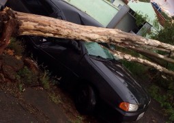 Árvore tomba em cima de carro em São Gotardo