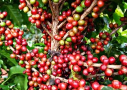 Relatório com abrangência mundial analisa tendências do agronegócio café