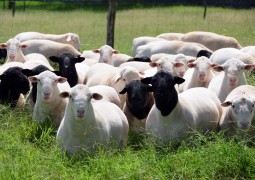 Pecuaristas mineiros estão isentos de ICMS para ovinos e caprinos