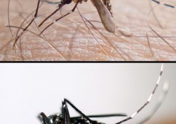 Febre chikungunya: Você conhece a nova doença tão perigosa quanto a Dengue?