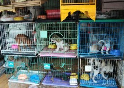 Venda de animais em Pets Shop está proibida em todo o Brasil