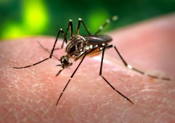 Alerta: Casos de dengue assustam em 2015 no Brasil