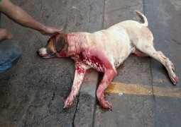 Cachorro leva facada  de açougueiro em São Gotardo