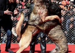 Chineses forçam cães a brigarem até a morte em Festival da Primavera