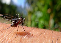 O fim das picadas: Nova substância cria “capa da invisibilidade” nos humanos contra os mosquitos