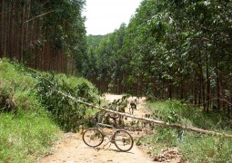 Eucalipto cai em cima de homem de 60 anos e senhor acaba morrendo em Campos Altos