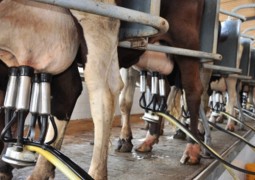 Relação comercial entre produtores de leite e laticínios tem solução