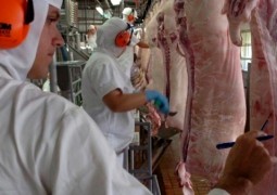 Saldo das exportações de carne suína de março é o maior em 2015