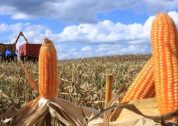 Clima será “excepcional” para milho, cana e café nos próximos meses, diz Somar