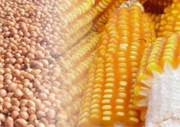 USDA reduz estoques finais de soja aumenta os de milho e números ficam dentro do esperado
