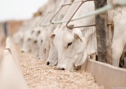 Como manter bovinos bem nutridos em todas as épocas do ano