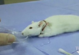 Chinês choca o mundo ao fazer transplantes de cabeça com ratos