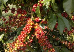Pesquisas sobre o cultivo de café e oliveira são apresentadas em Araxá
