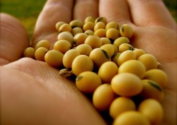 Novas tecnologias no cultivo da soja garantem aumento de produtividade e controle de pragas e doenças