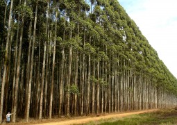 Uberlândia receberá Simpósio sobre Tecnologias de Produção Florestal