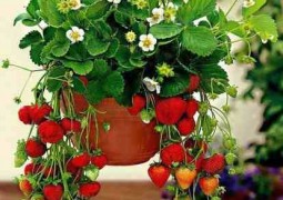 Aprenda a plantar morangos em sua casa