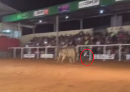 Durante rodeio, criança invade a arena e leva investida de touro na FENACEN 2015
