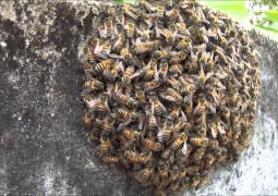 Após ser atacado por abelhas africanizadas, homem é levado para Patos de Minas em estado grave de saúde