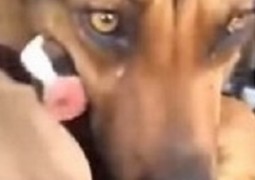 Em vídeo, cadela ‘chora’ ao rever filhotes que estavam perdidos