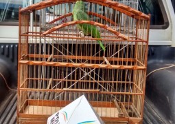 Durante fiscalização em Guarda dos Ferreiros Polícia Ambiental realiza apreensão de 7 pássaros da fauna Brasileira