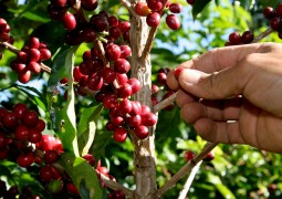 Safra de café do Brasil 2015 deve ficar perto de 40 milhões de sacas