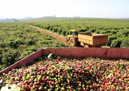 IBGE reduz previsão de safra de café do Brasil por menor produtividade em MG