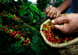 Clima seco favorece colheita de café e cana no Brasil