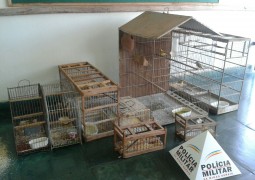 Polícia Ambiental localiza pássaros e cães sofrendo maus tratos em São Gotardo