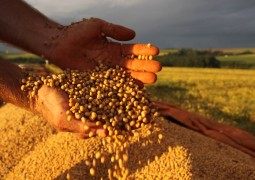 Soja tem semana em alta e melhor preço de vendas em 2015