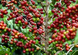 Calor pode baixar produção de café no Brasil