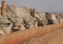 A importância dos aditivos no desempenho de bovinos