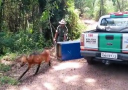 Lobo-guará e atropelado na BR-262 em Ibiá mas volta ao seu habitat natural