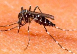 Mosquito da dengue tem evolução rápida e pode sobreviver a todas as estações do ano, diz pesquisa