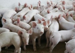 Mercado de carne suína cresce no Brasil e se torna bem promissor para 2016
