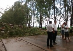 Eucalipto tomba no meio da BR-354 próximo ao trevo de acesso ao Distrito de Guarda dos Ferreiros e causa acidentes e transtornos na pista