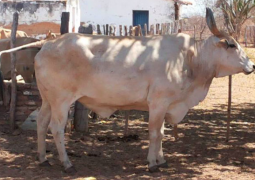 Nova raça de bovino é desenvolvida no Brasil por cientistas da Embrapa