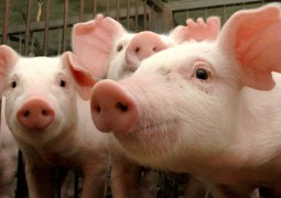 Empresa britânica cria porcos resistentes à doença da orelha azul