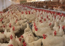 Preço das carnes de aves e suínos pode subir, diz ABPA.