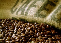 Café: Brasil deve produzir 49,7 milhões de sacas na safra 2016/17, estima IBGE