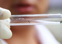 Novo exame detecta dengue, zika e chikungunya simultaneamente