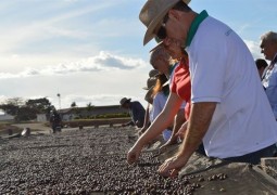 Colheita do café arábica pode ser antecipada no Cerrado Mineiro