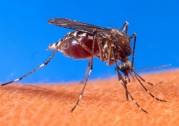 Zika se propaga de ‘maneira explosiva’, diz OMS