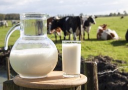 Produtor de leite deve faturar mais em 2016