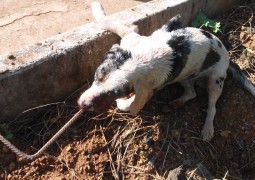 Cão é morto com vergalhão enfiado pela boca em Lagoa Formosa e revolta população