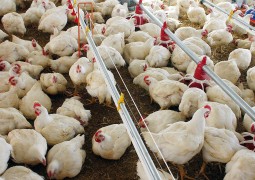 Preço do frango sobe nas granjas, mas recua no atacado