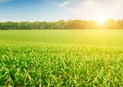 Uma nova oportunidade para o projeto da Verde Fertilizantes em São Gotardo